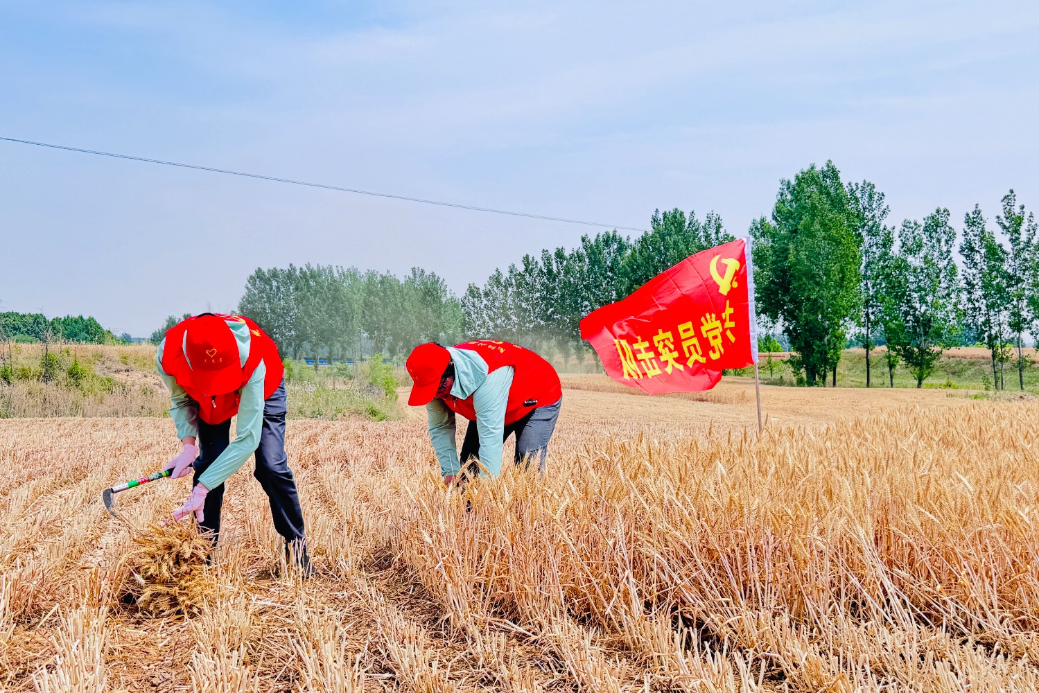 南陽北服務區積極開展“三夏”幫扶活動,組織志愿服務隊到服務區外幫助村民收麥子.jpg